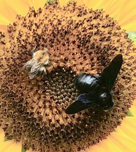 Foto einer Holzbiene neben einer Honigbiene auf der Blüte einer Sonnenblume